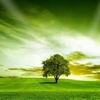 Vive les vers verts