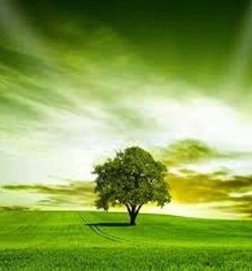 Vive les vers verts