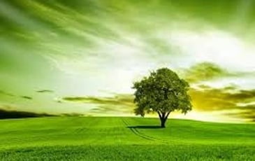 Vive les vers verts