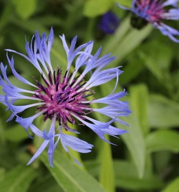 Visite libre des jardins de Coursiana