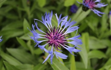Visite libre des jardins de Coursiana