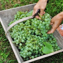 Vendanges au musée !