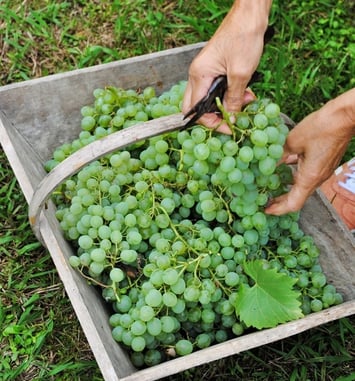 Vendanges au musée !