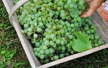 Vendanges au musée !