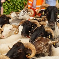 Assistez à la transhumance d'un troupeau de brebis !