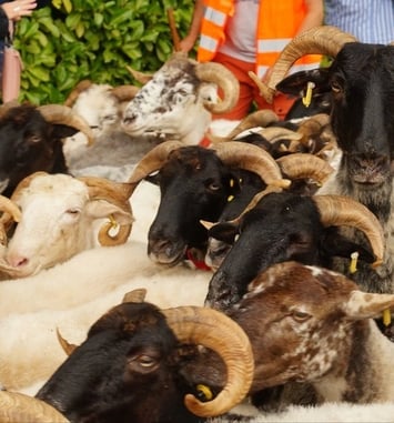 Assistez à la transhumance d'un troupeau de brebis !