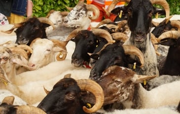 Assistez à la transhumance d'un troupeau de brebis !