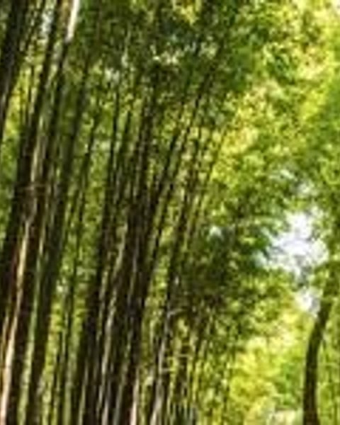 Vive les vers verts