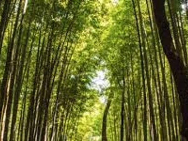 Vive les vers verts
